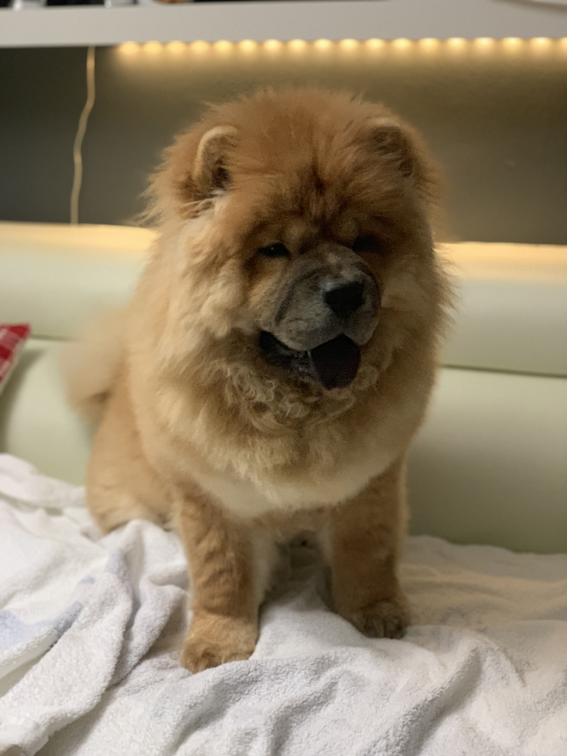 Chow Chow Puppies For Sale Queens, NY 304533 Petzlover
