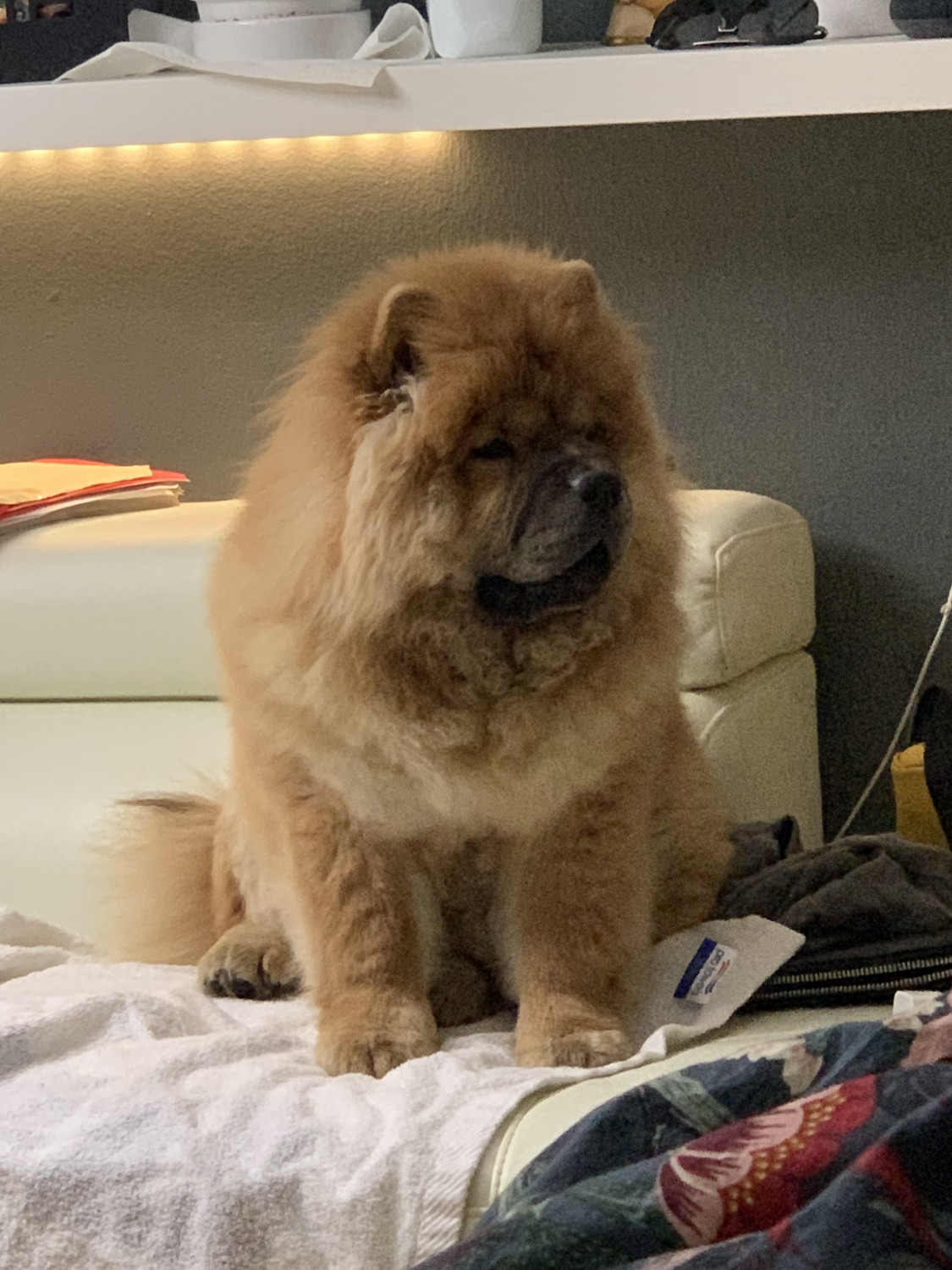 Chow Chow Puppies For Sale Queens, NY 304533 Petzlover