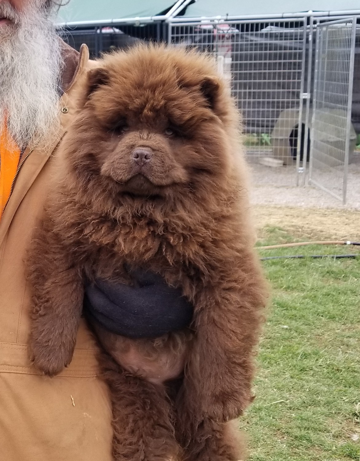 Chow Chow Puppies For Sale Hodgenville, KY 311088