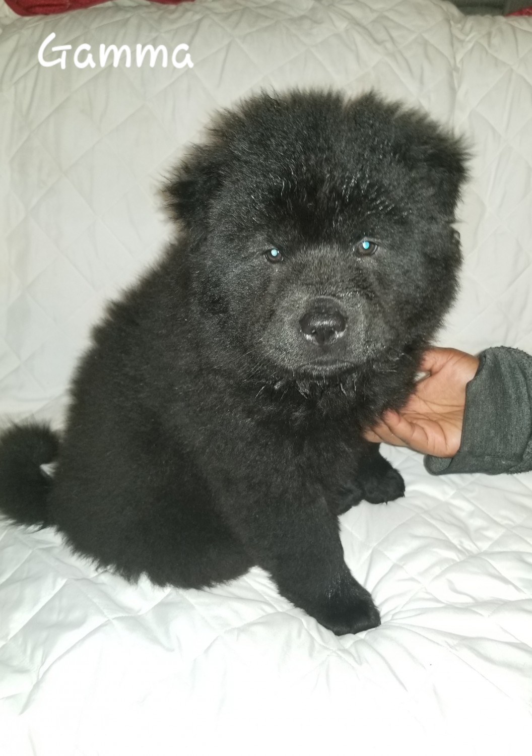 Chow Chow Puppies For Sale Middle River, MD 313445