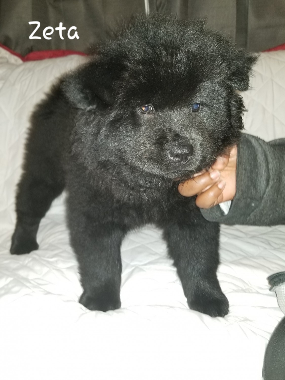 Chow Chow Puppies For Sale Middle River, MD 313445