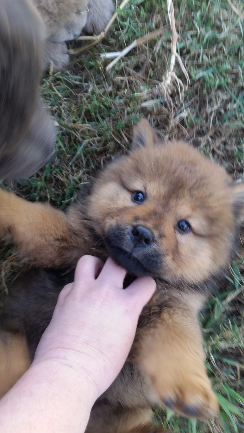 Chow Chow Puppies For Sale Pauls Valley, OK 313749