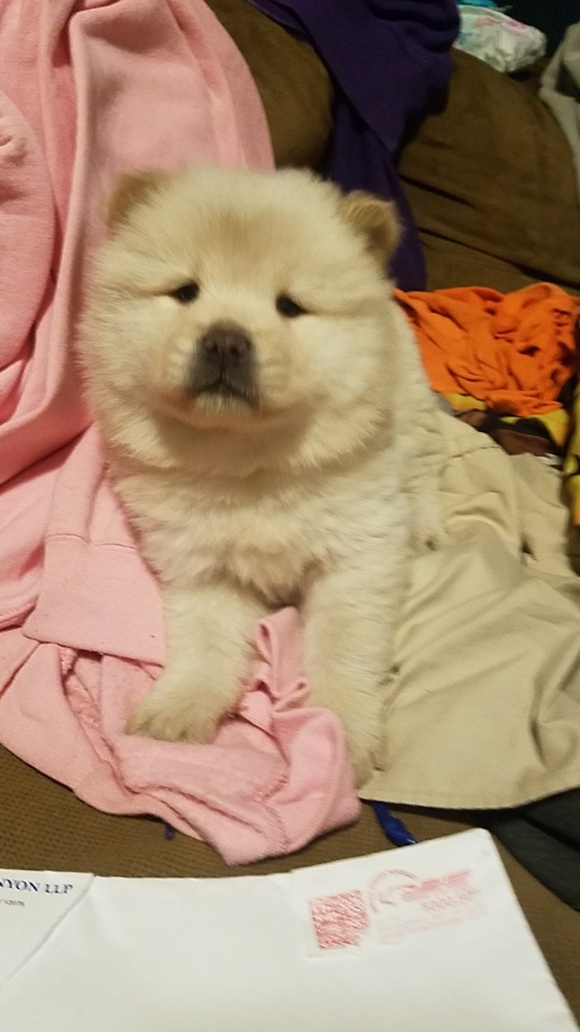 Chow Chow Puppies For Sale Dayton, OH 314741 Petzlover