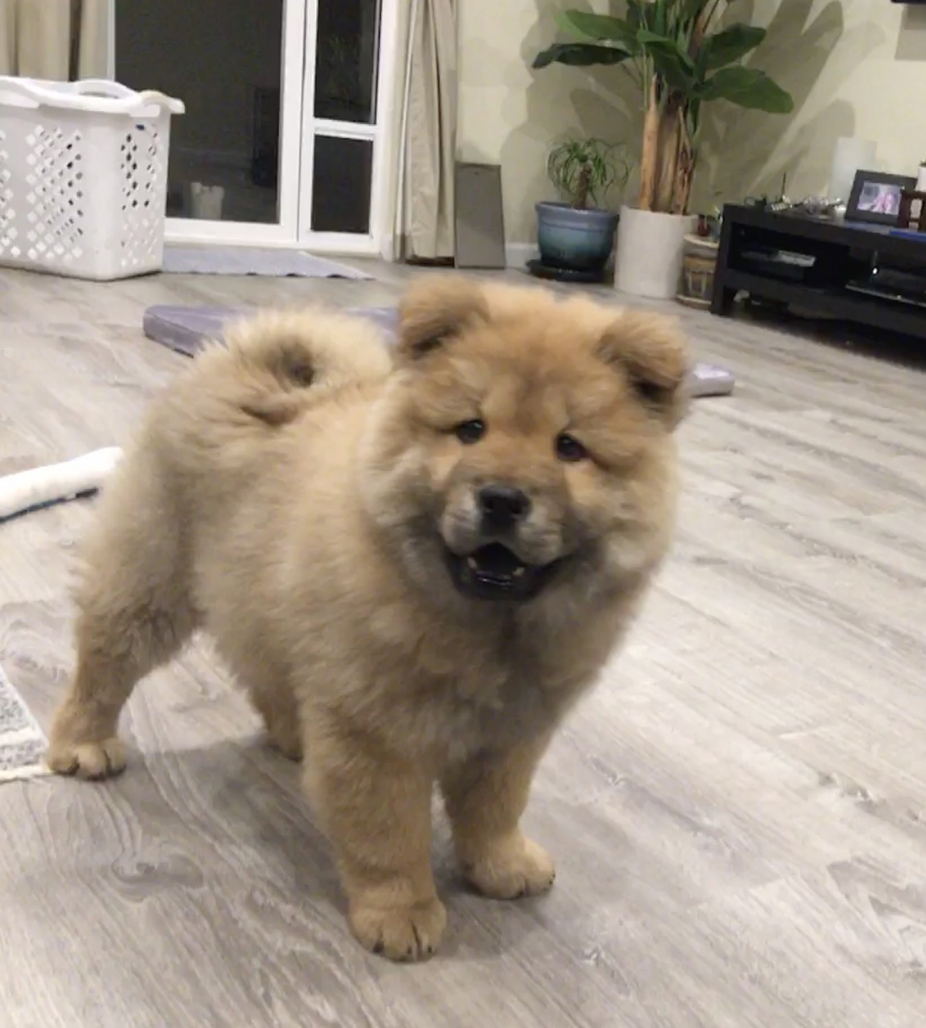 Chow Chow Puppies For Sale Starling Drive, CA 315231