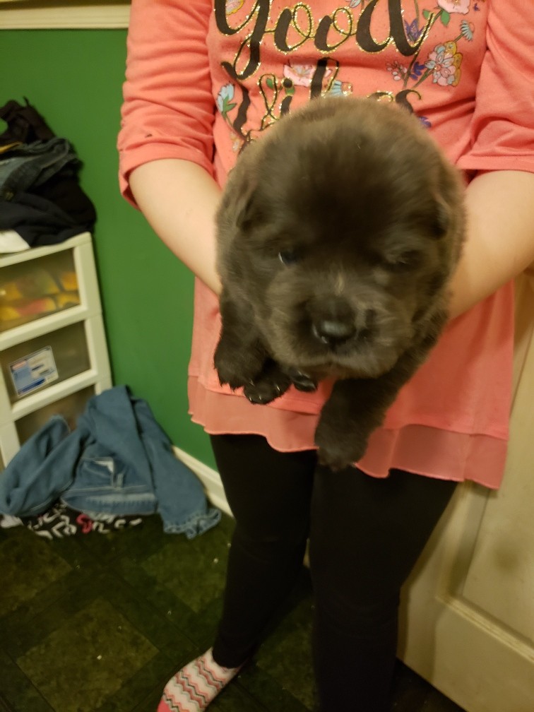Chow Chow Puppies For Sale Middle River, MD 317227