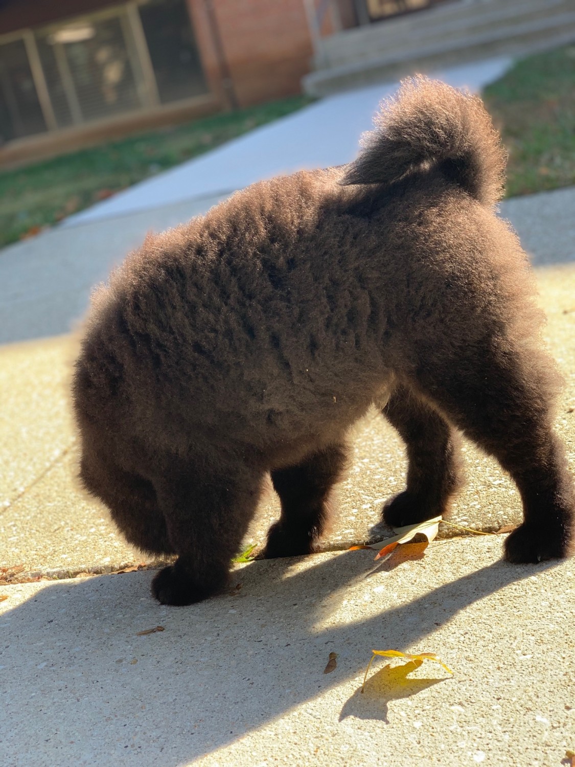Chow Chow Puppies For Sale Cockeysville, MD 318425