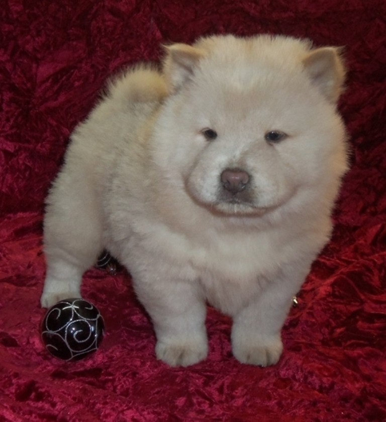 Chow Chow Puppies For Sale Houston, TX 319802 Petzlover