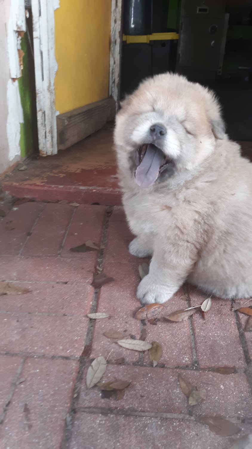 Chow Chow Puppies For Sale Ocala, FL 319843 Petzlover