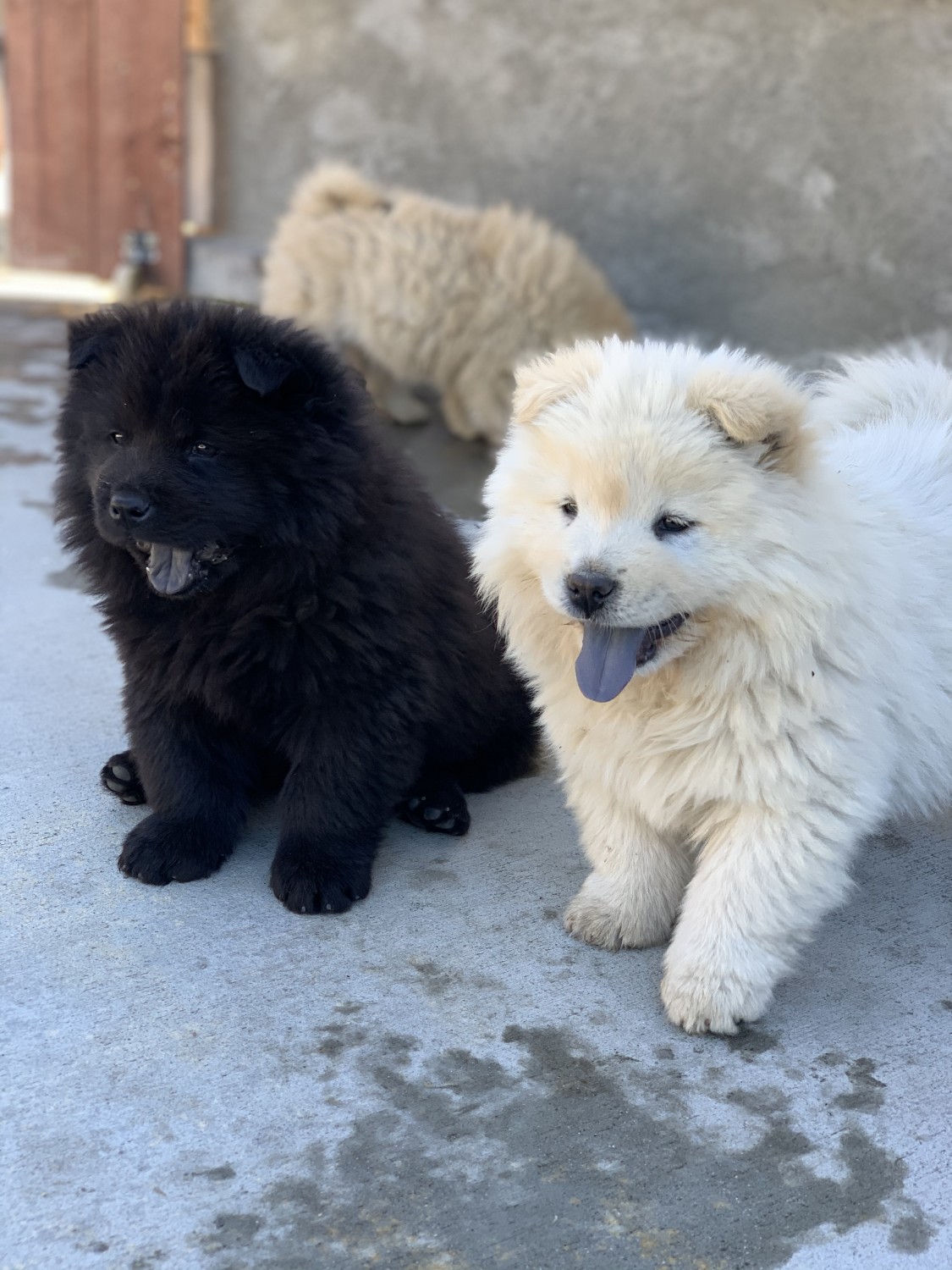 Chow Chow Puppies For Sale San Diego, CA 321027