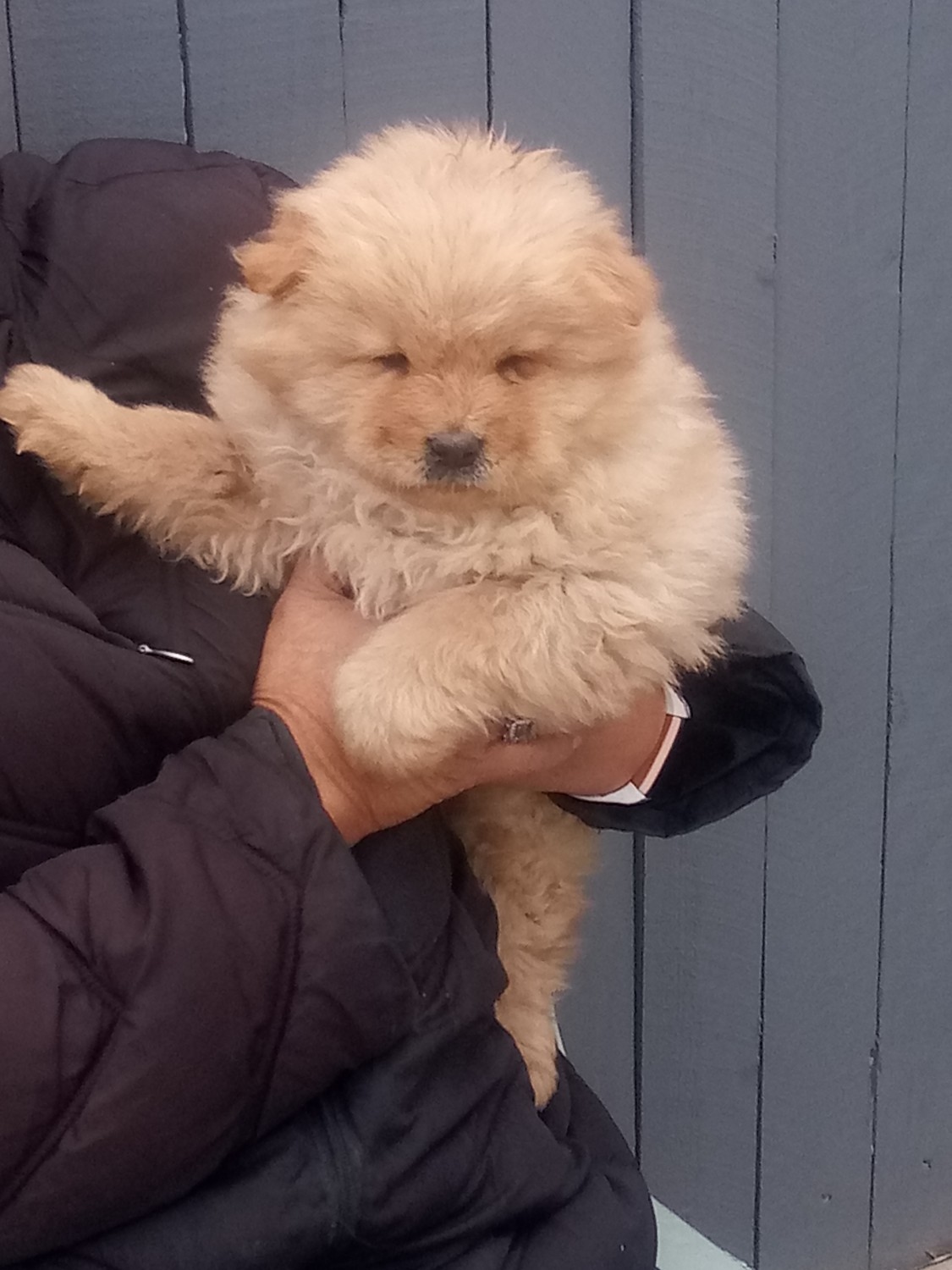 Chow Chow Puppies For Sale Albuquerque, NM 322960