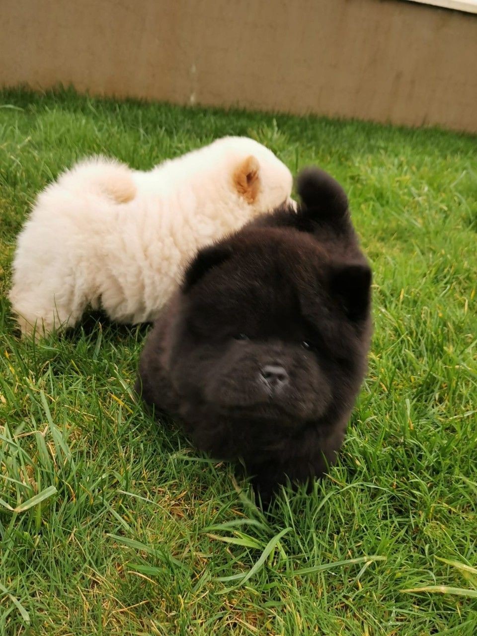 Chow Chow Puppies For Sale San Antonio, TX 323848