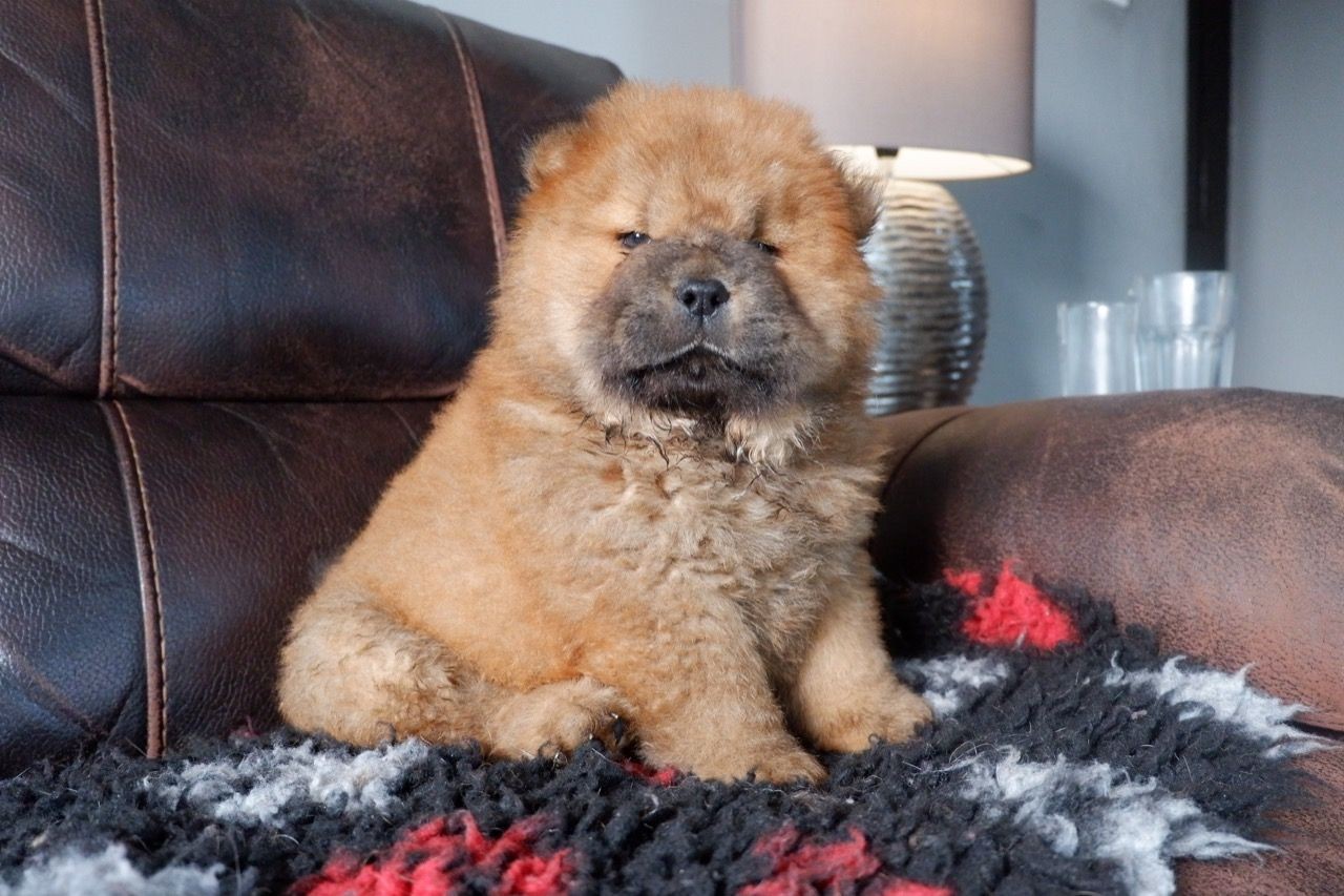 Chow Chow Puppies For Sale Indianapolis, IN 324016