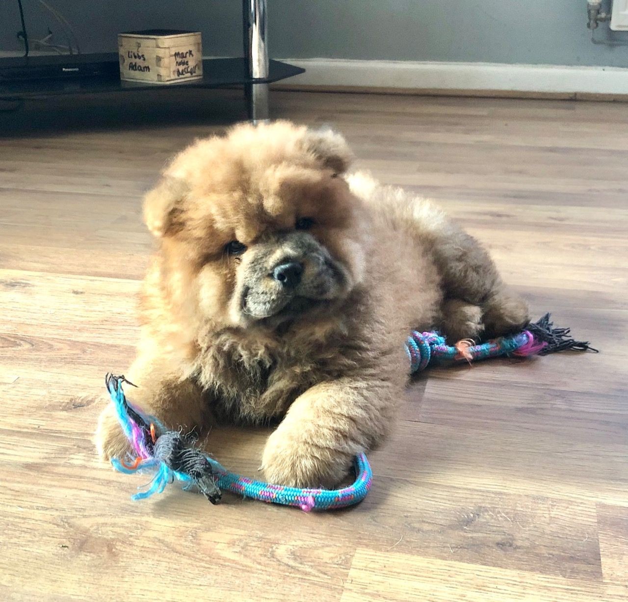 Chow Chow Puppies For Sale Indianapolis, IN 324016