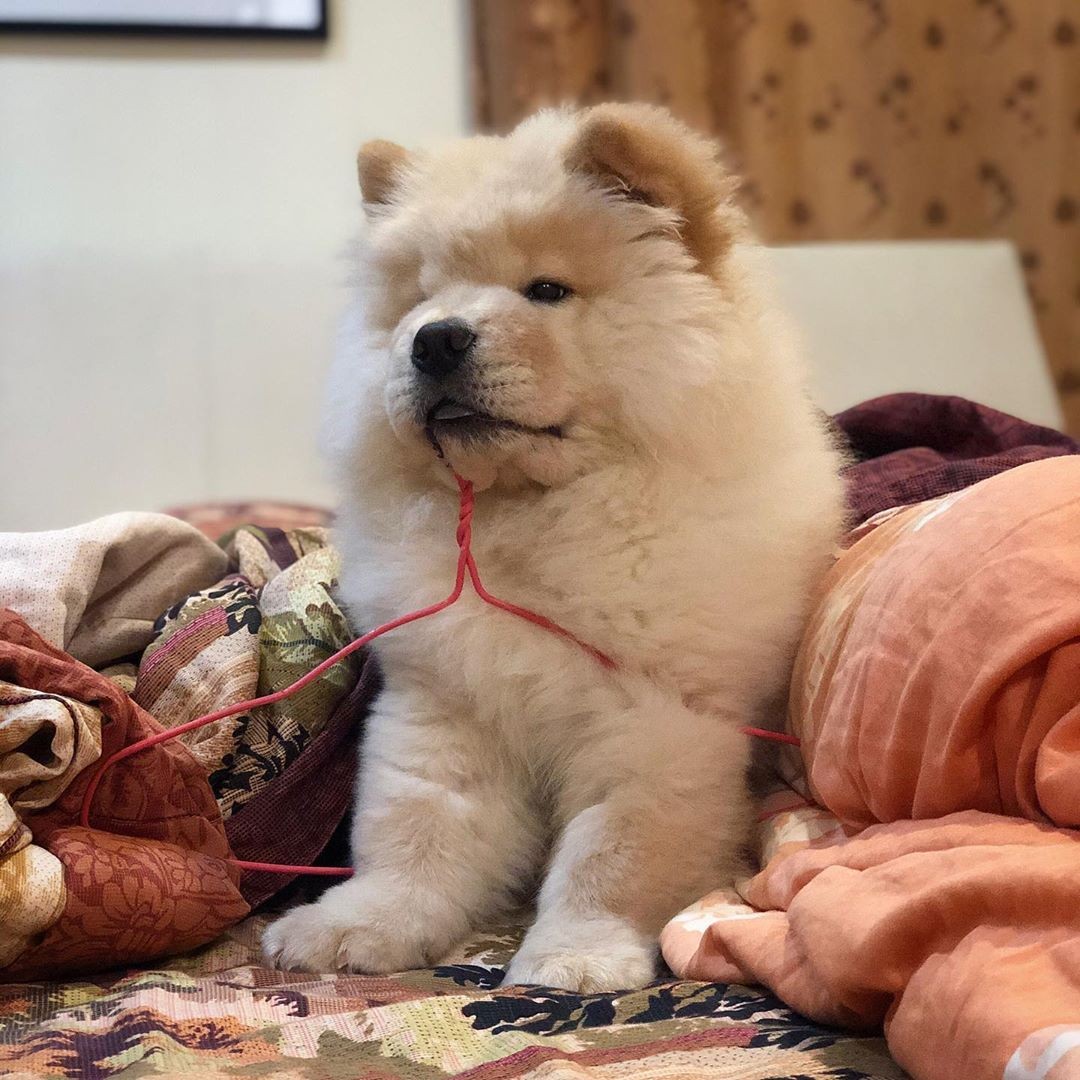 Chow Chow Puppies For Sale Los Angeles, CA 327414