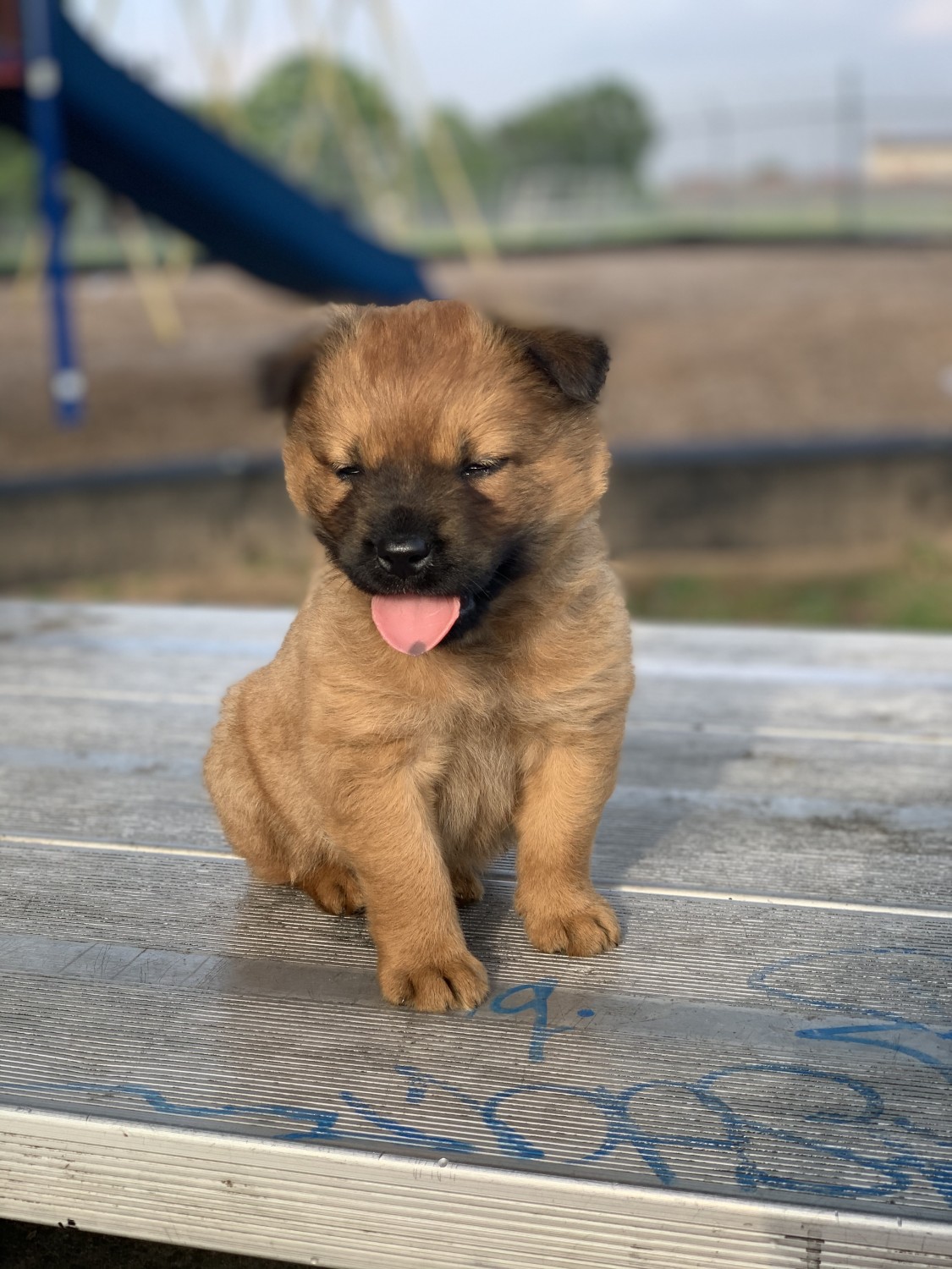 Chow Chow Puppies For Sale Carvel Lane, Houston, TX 328003