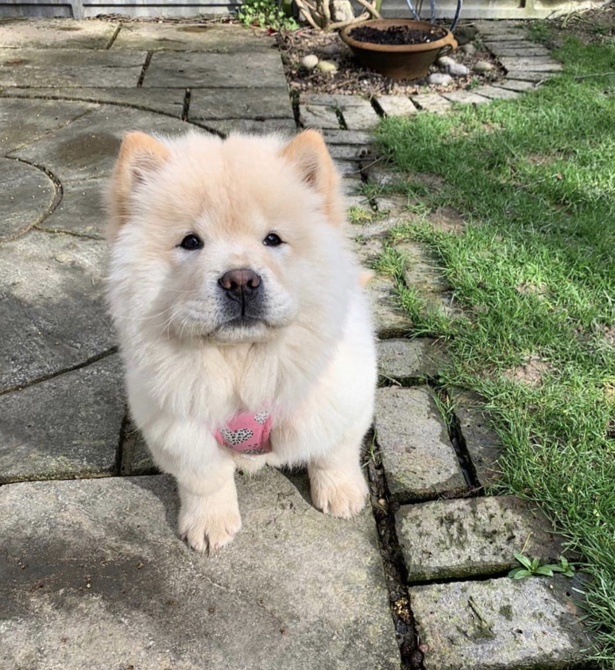 Chow Chow Puppies For Sale Miami, FL 336293 Petzlover