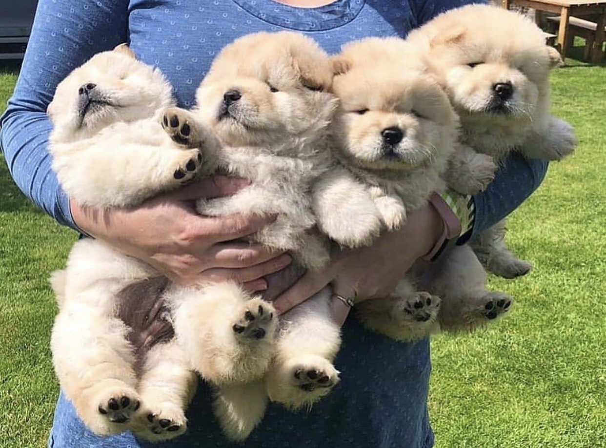 Chow Chow Puppies For Sale Miami, FL 336293 Petzlover