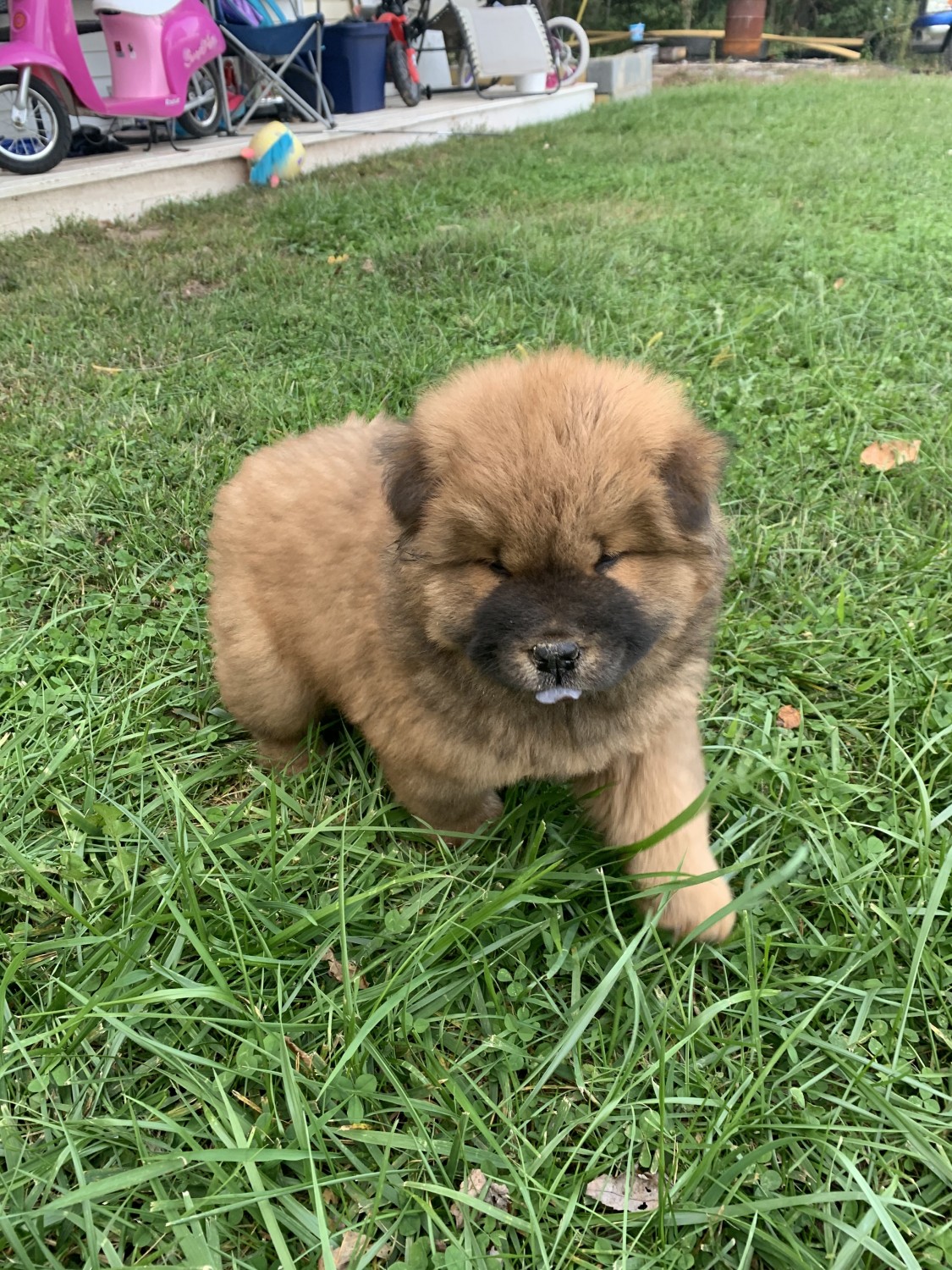 Chow Chow Puppies For Sale Blairs Mills, PA 337535