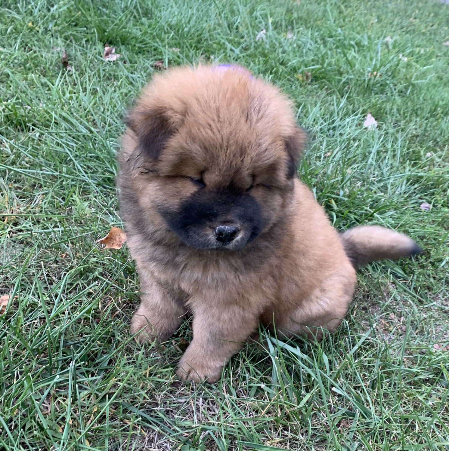 Chow Chow Puppies For Sale Blairs Mills, PA 337535