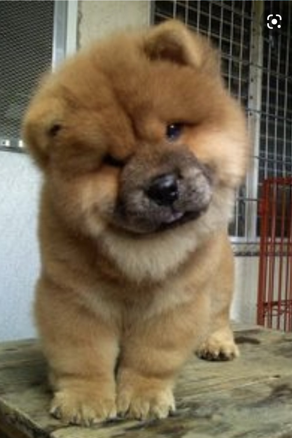 Chow Chow Puppies For Sale Las Vegas, NV 337586
