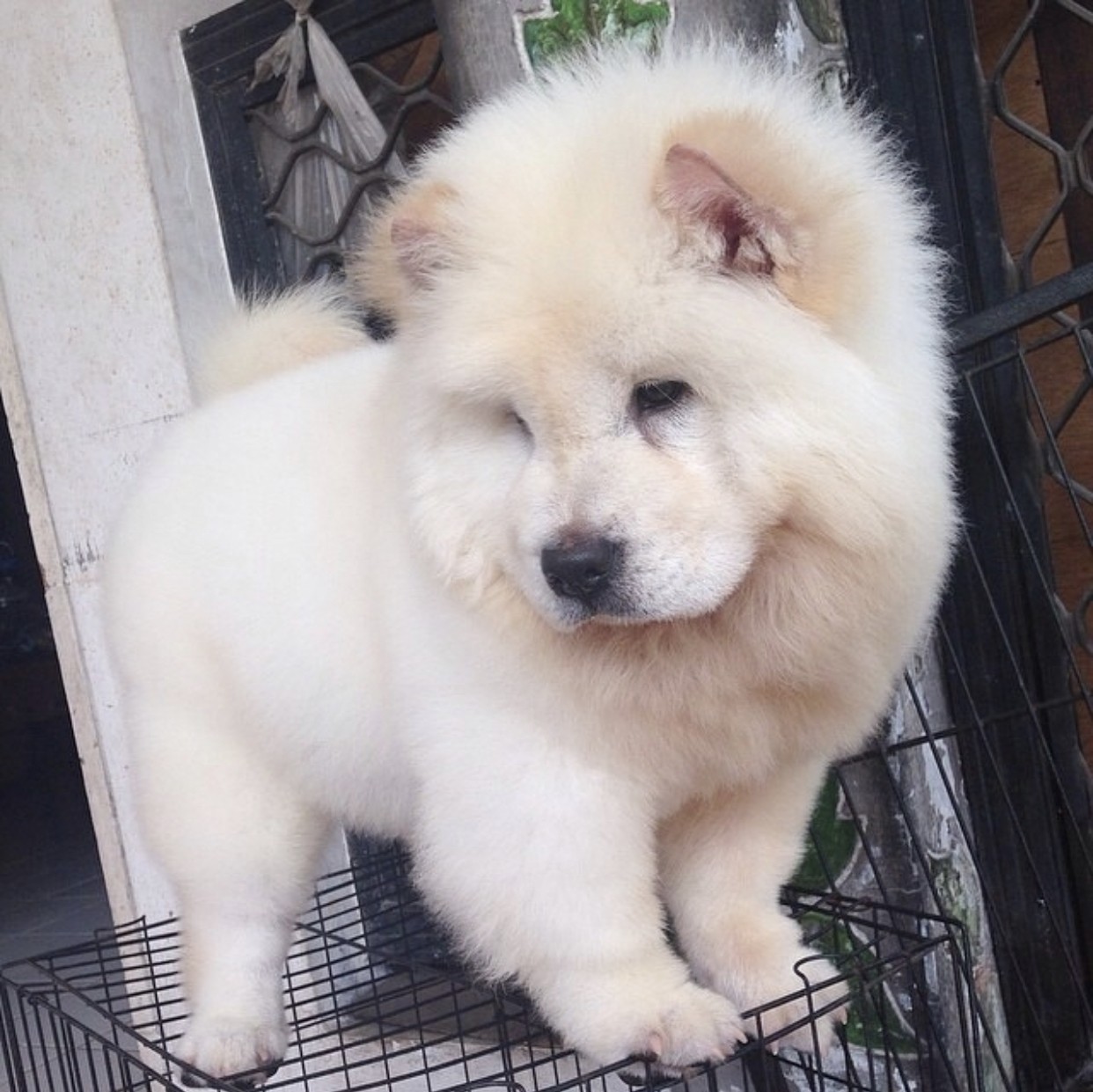 Chow Chow Puppies For Sale New York, NY 337794