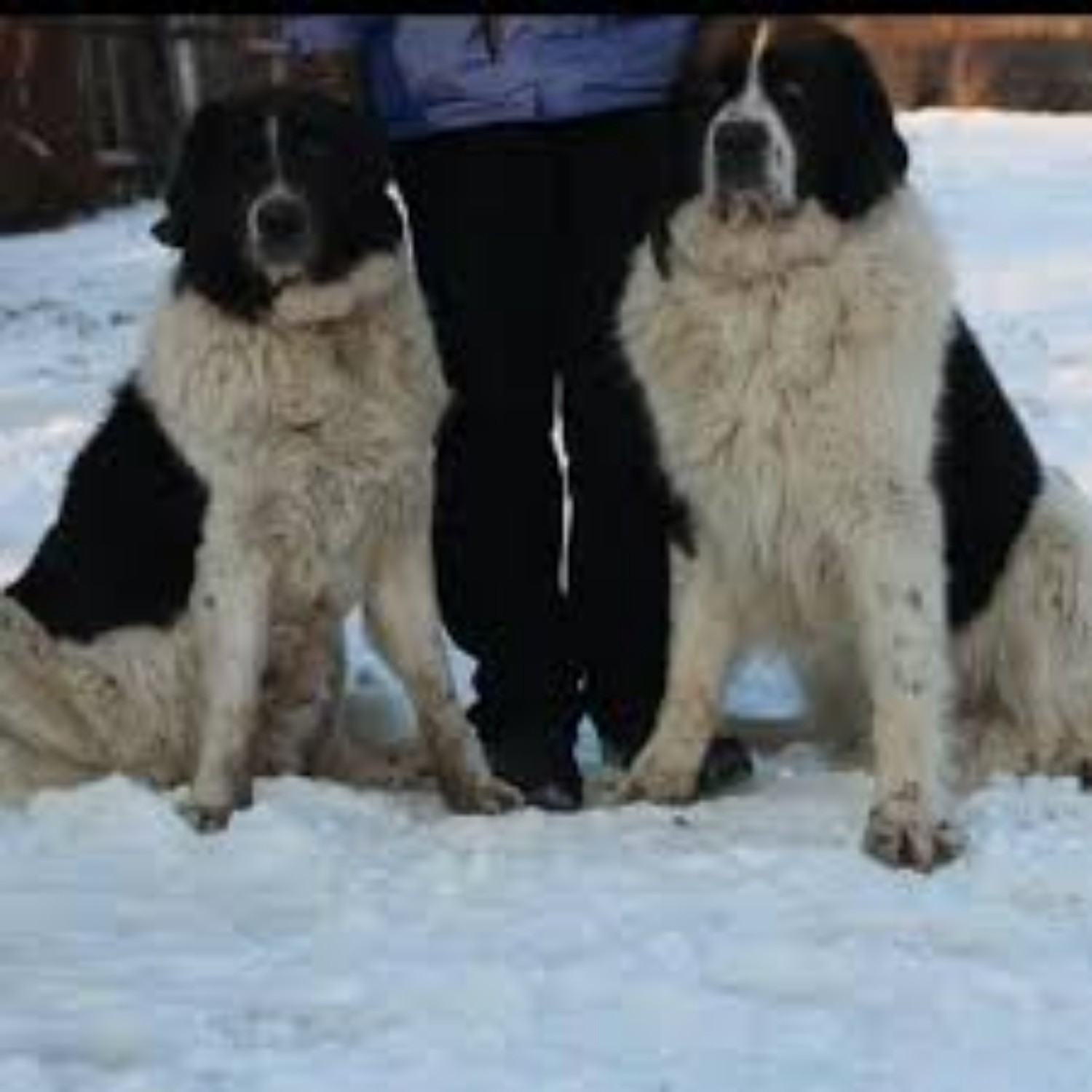 Ciobanesc De Bucovina Dog Breed Information Images Characteristics Health