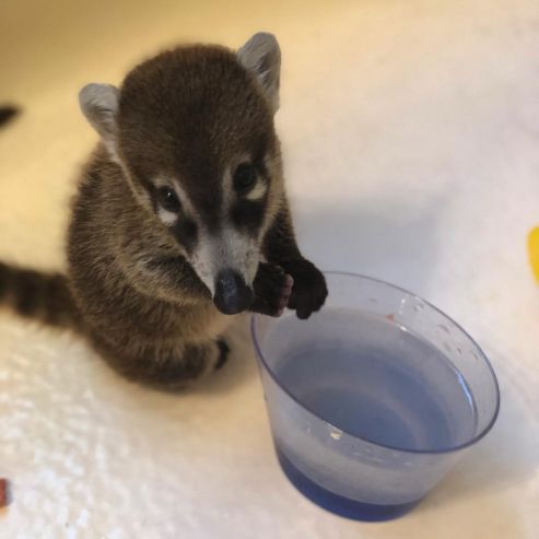 Coatimundi Animals For Sale | Pasadena, TX #295033