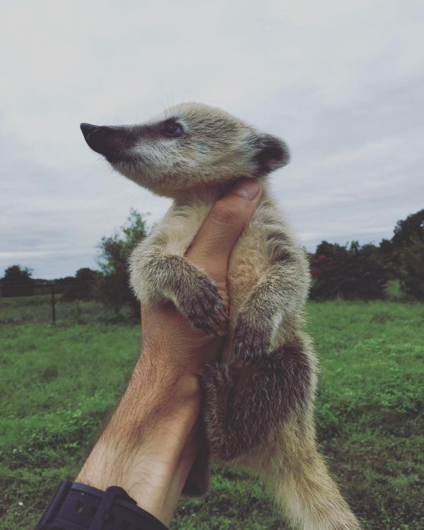 Coatimundi Animals For Sale | Del Rey Oaks, CA #330379