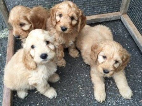 cockapoo for sale california