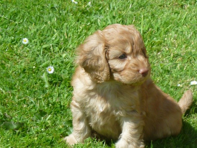 Cockapoo Puppies For Sale | Maryland City, MD #171061