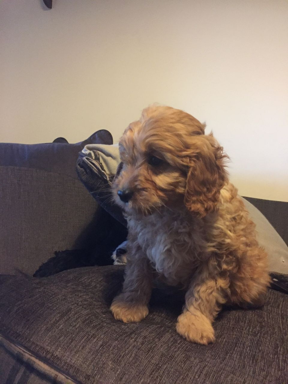 "Cockapoo" Puppies For Sale Boston, MA 176450 Petzlover