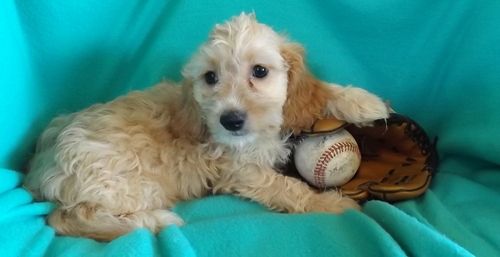 Cockapoo Puppies For Sale | Menomonie, WI #215309