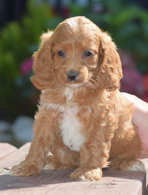 Cockapoo Puppies For Sale  Bowling Green, Ky 239154-1829