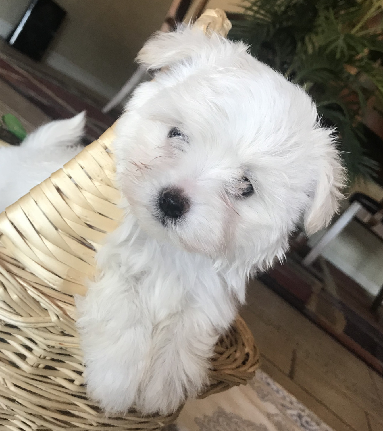 Cockapoo Puppies For Sale  Scottsdale, Az 245043-7385