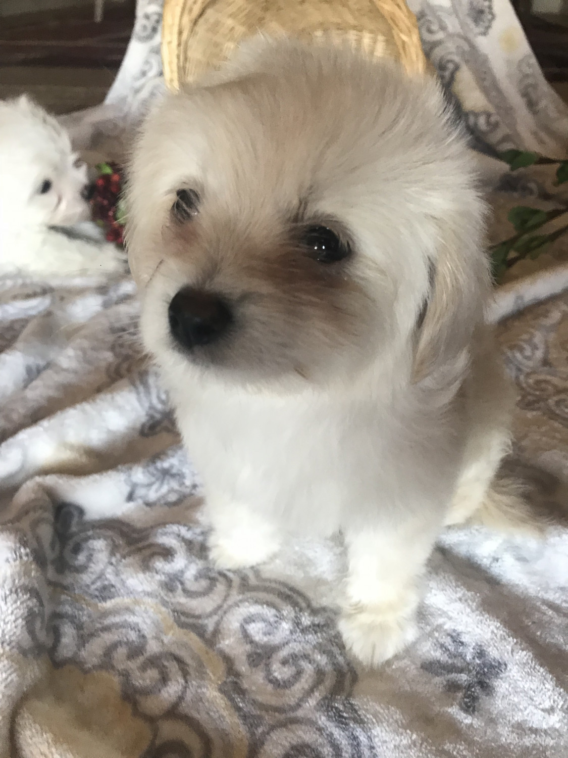 Cockapoo Puppies For Sale  Scottsdale, Az 245043-3811