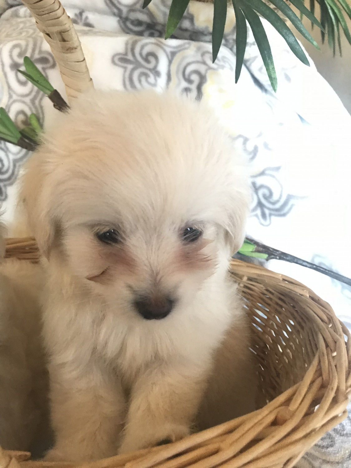 Cockapoo Puppies For Sale  Scottsdale, Az 245043-8376