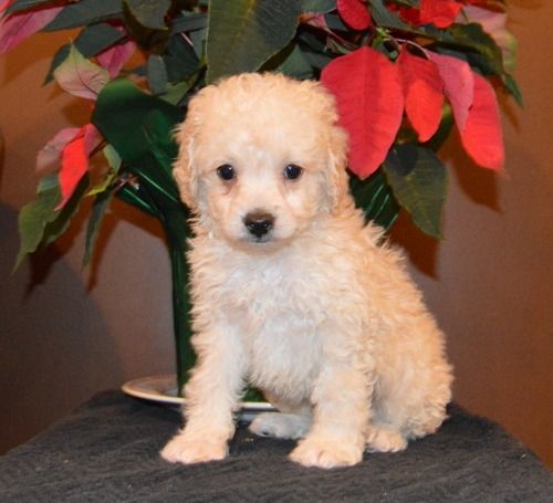 Cockapoo Puppies For Sale  Houston, Tx 259355  Petzlover-2814