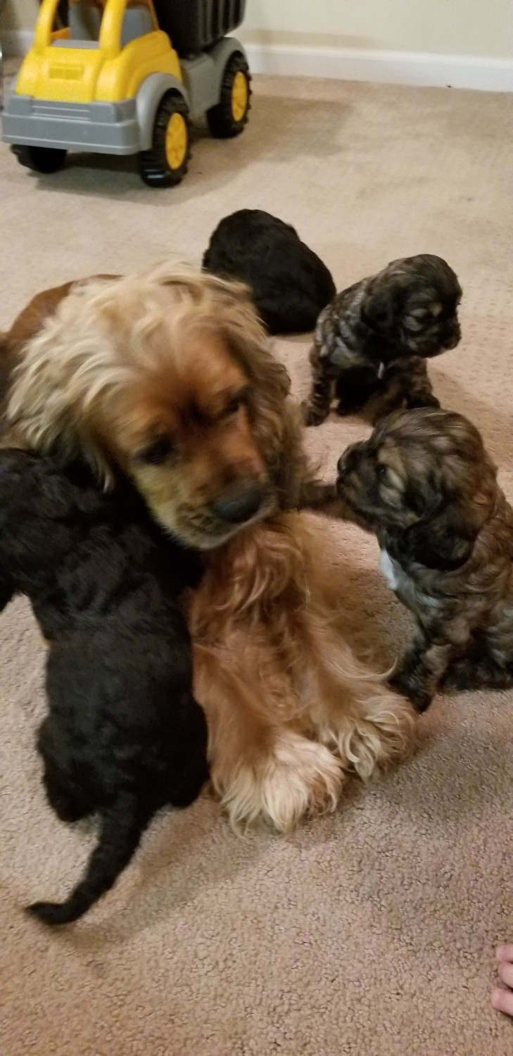 Cockapoo Puppies For Sale  Carol Stream, Il 273264-6743