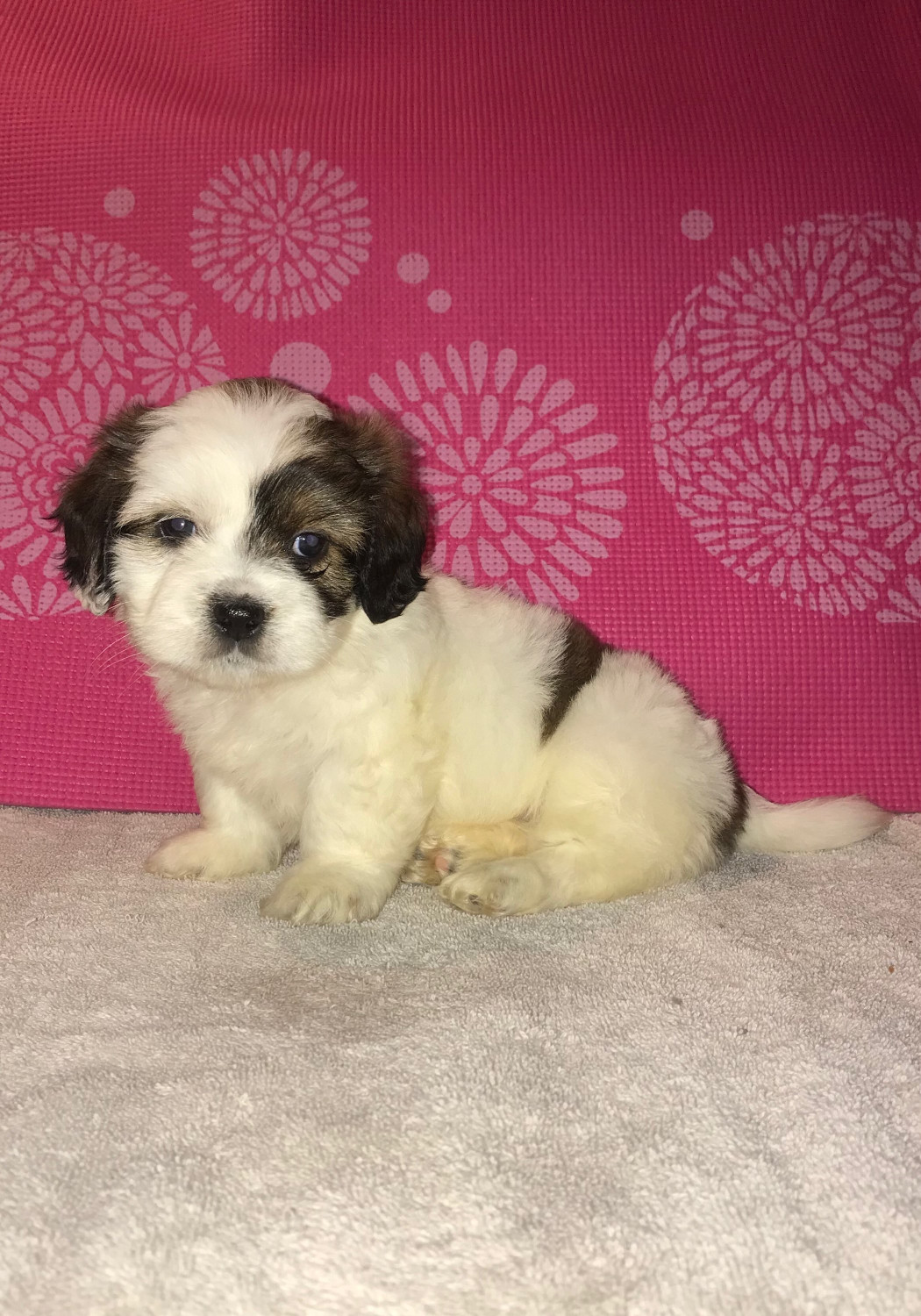 Cockapoo Puppies For Sale | Dayton, OH #283838 | Petzlover