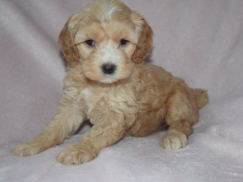local cockapoo puppies for sale