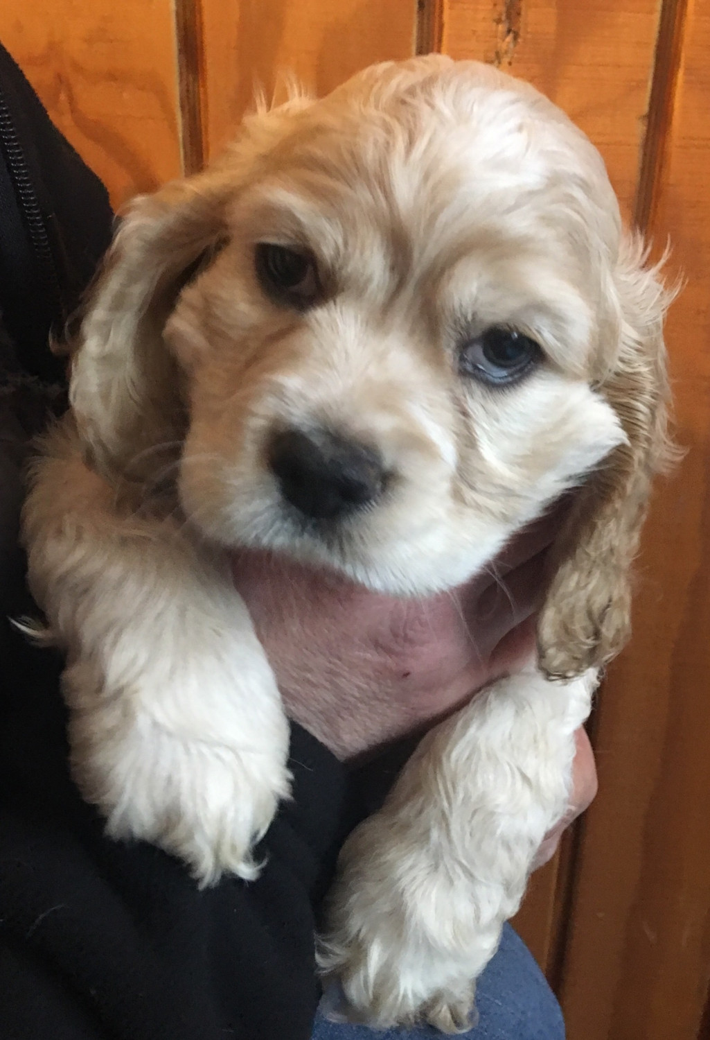 Cockapoo Puppies For Sale  Martinsville, In 288559-1331