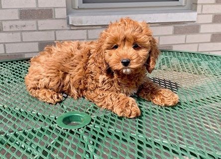 Cockapoo Puppies For Sale | Seattle, WA #296217 | Petzlover
