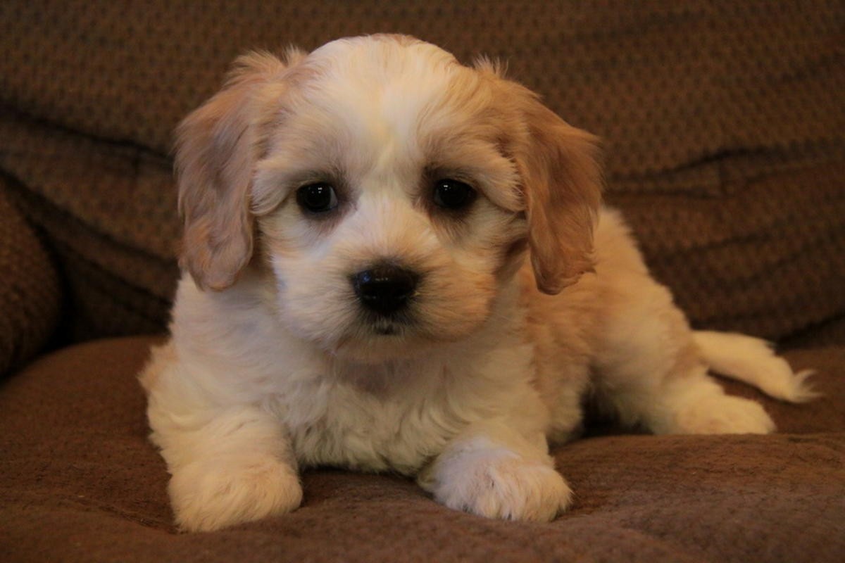 Cockapoo Puppies For Sale  New York, Ny 342239  Petzlover-9361