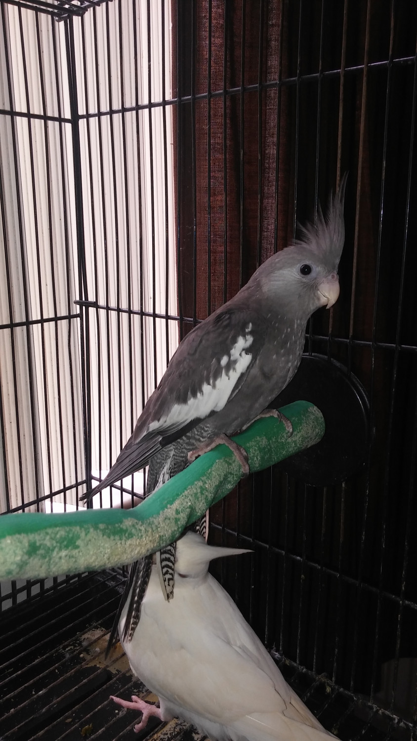 Cockatiel Birds For Sale Gainesville, FL 219848