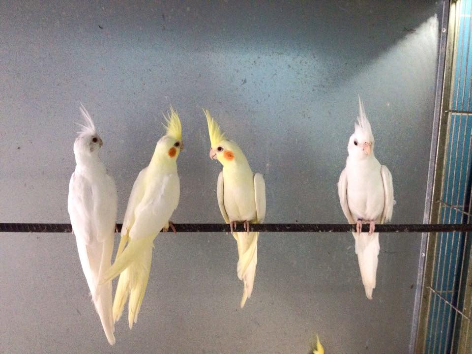 Cockatoo Birds For Sale Cincinnati, OH 209409 Petzlover