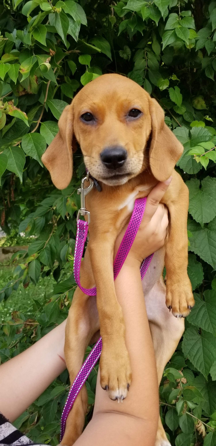 Coonhound Puppies For Sale | Maryville, TN #301526