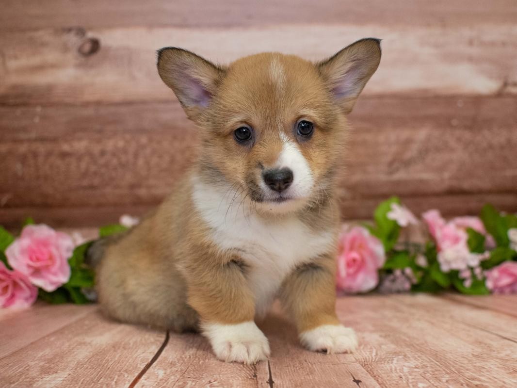 Corgi Puppies For Sale Near Santa Clarita Ca Usa Within 100 Miles