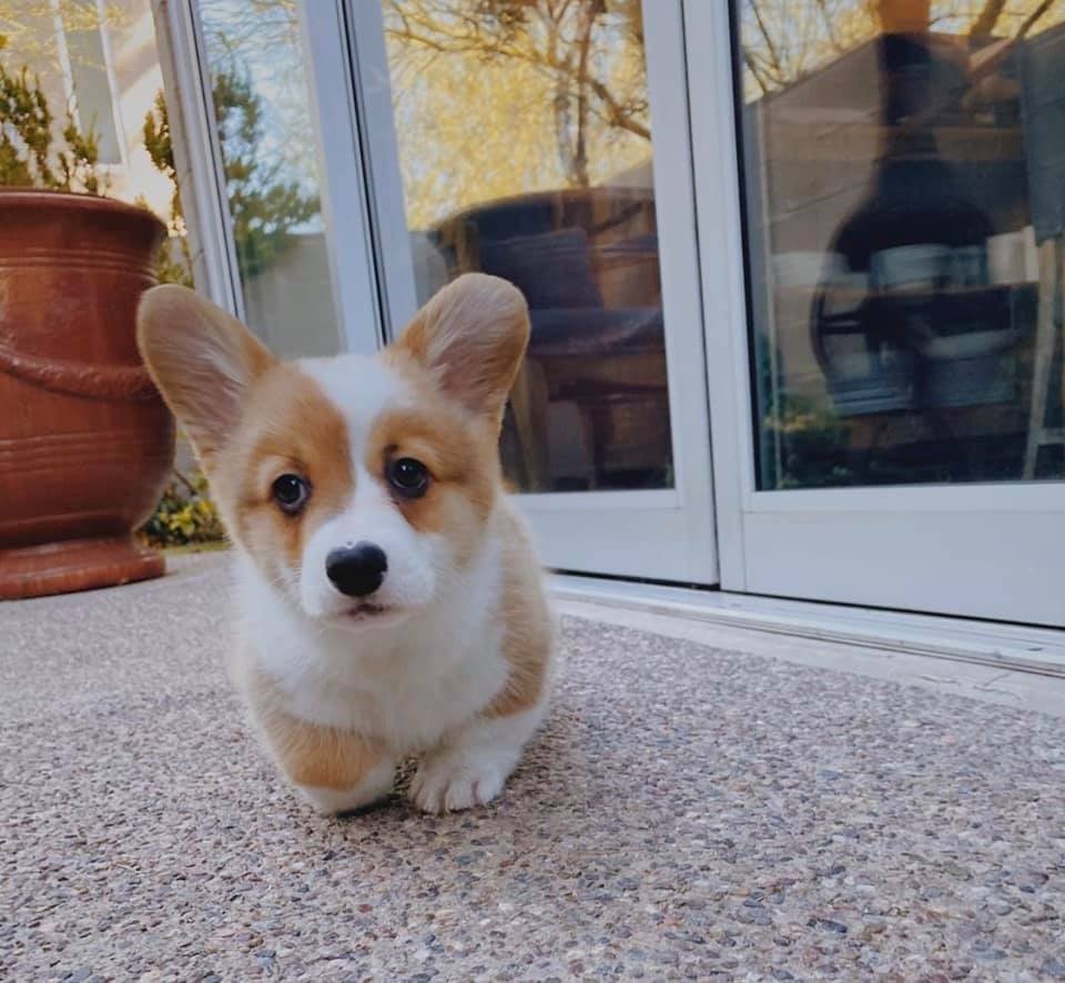 Corgi Puppies For Sale Near Santa Clarita Ca Usa Within 100 Miles
