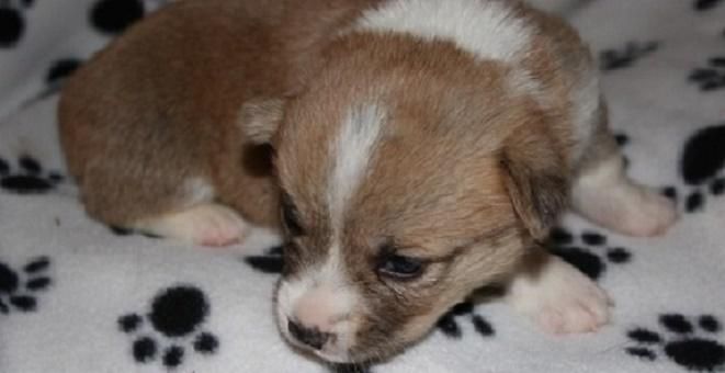 Corgi Puppies For Sale | Jacksonville, FL #123141
