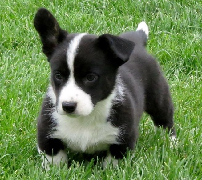 42 Best Images Corgi Puppies For Sale Ny - Pembroke Welsh Corgi Puppies For Sale | New York, NY #161477
